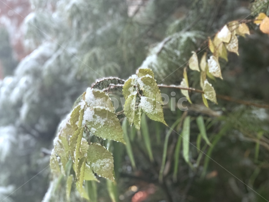 나뭇잎,겨울,눈,뒤덮인,green,snow,winter,tree