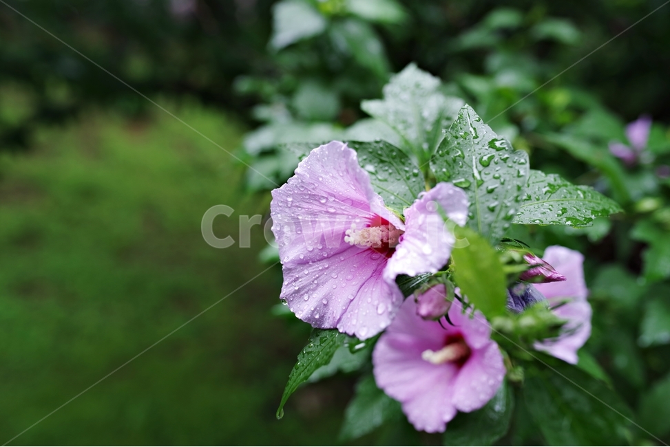 꽃,무궁화,빗방울,비,자연,접사,flower,nature,roseofsharon,이슬,비오는날,rain,raindrop,아웃포커싱,식물,자연,plants,nature,꽃,flower,비,비오는날,rain,rainy