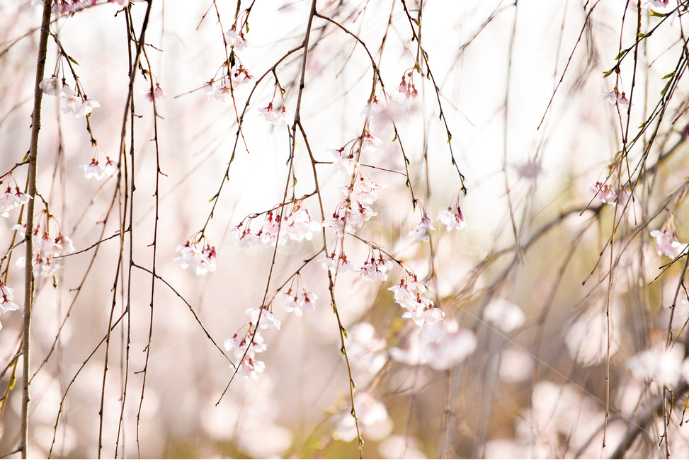 분홍,꽃,벚꽃나무,나무,핑크,벚꽃,하늘,분위기,감성,봄,계절,spring,season,식물,자연,plants,nature,꽃,flower,plant,blossom
