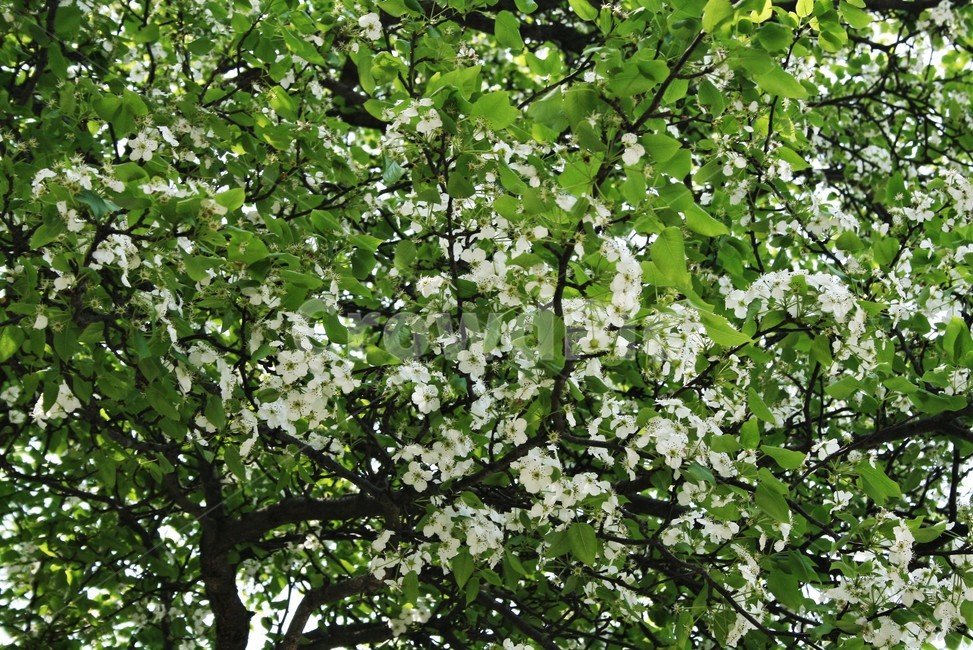 아그배나무,장미과,사과나무속,애기사과,정원수,나무,식물,자연,plants,nature