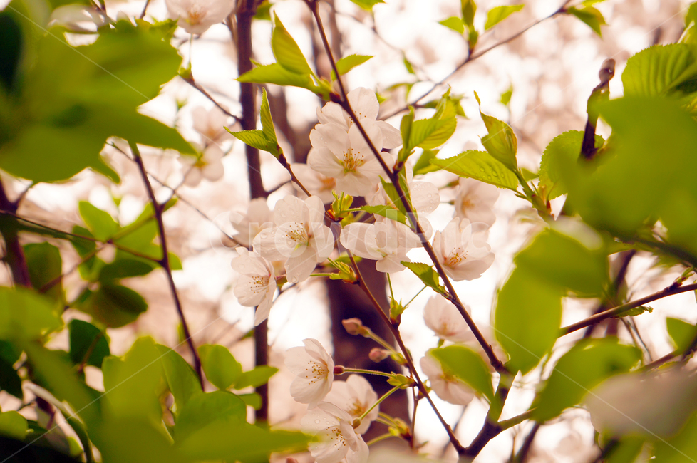 봄,벚꽃,꽃,자연,flower,식물,자연,plants,nature,꽃,flower