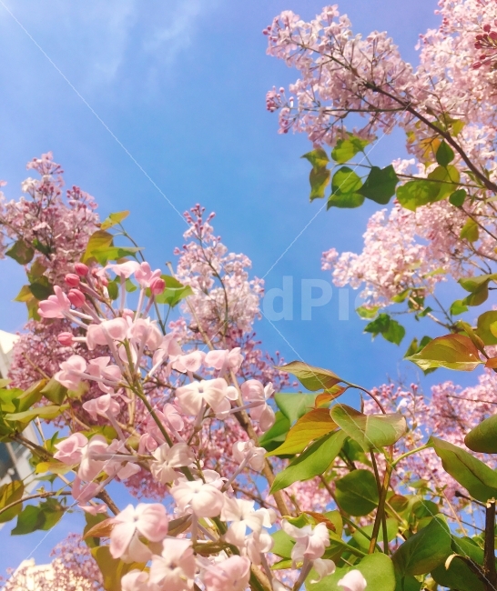 꽃,하늘,풍경,봄,여름,봄,계절,spring,season,식물,자연,plants,nature,꽃,flower,plant,blossom