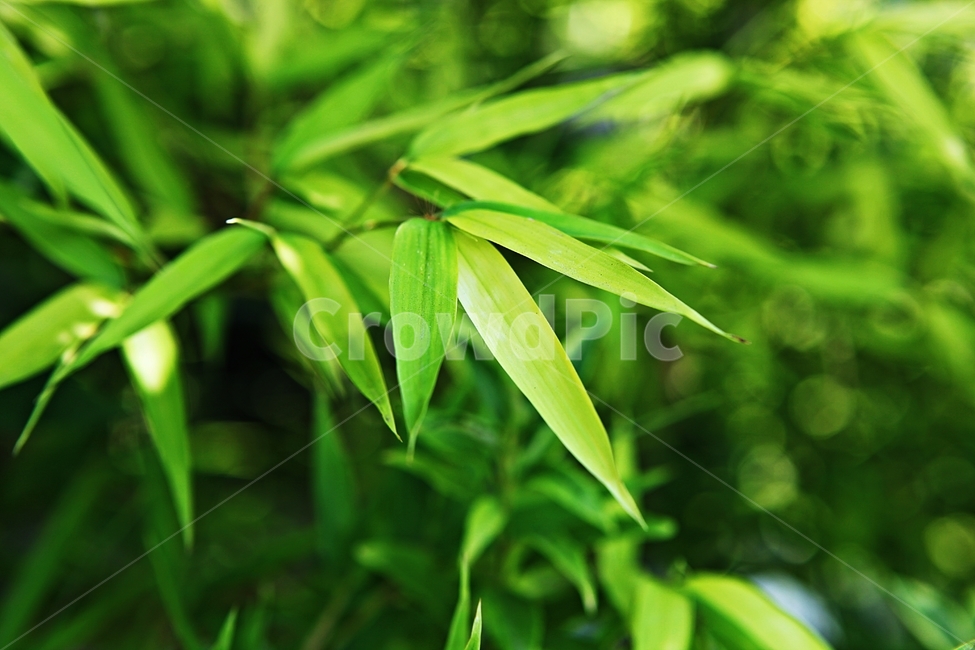 대나무,죽,대잎,잎,자연,식물,자연,plants,nature