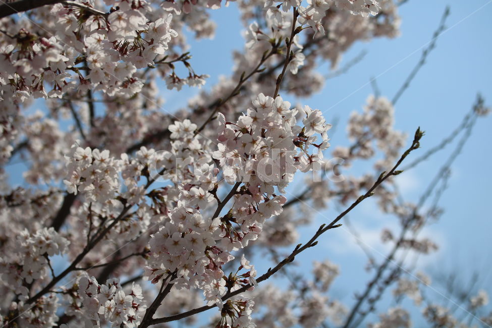 벚꽃,꽃,봄,분홍색,하얀색,갈색,계절,색깔,식물,자연,cherryblossom,pink,brown,white,flower,spring,season,color,plant,nature,봄,계절,spring,season,식물,자연,plants,nature,꽃,flower,blossom