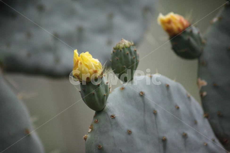 손바닥선인장,꽃,부채선인장,선인장,indianpricklypear