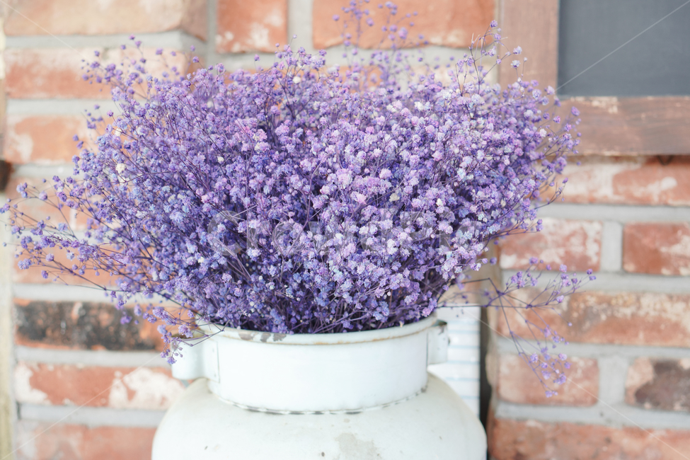 꽃,자연,접사,녹색,힐링,신선함,season,plants,nature,flower,sensible,feeling,색깔,색상,색채,색감,colorsense,colorsensitivity,feelingofcolor,감성,평온함,느낌,휴식,드라이플라워,보라,안개꽃
