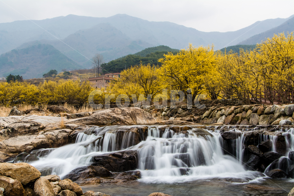 구례,산수유,봄,꽃,아름다운,풍경,봄,계절,spring,season,자연,풍경,nature,landscape,한국자연풍경,한국자연경관,korea nature landscape,water,물,outdoors,옥외,river,강