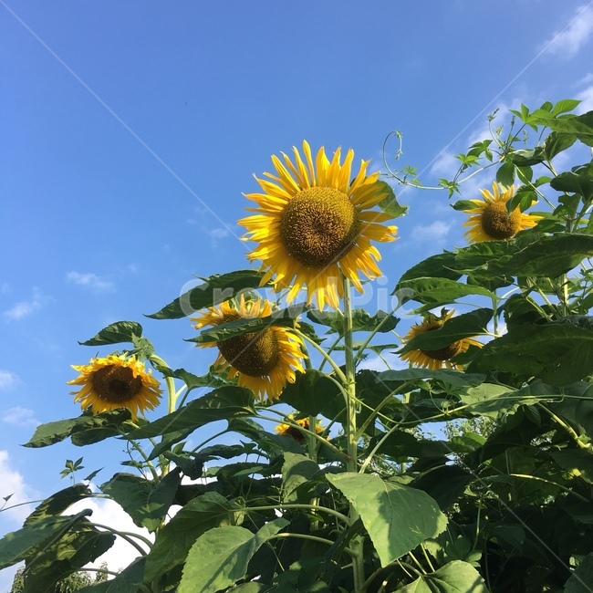 해바라기,꽃,가을,풍경,식물,plant,flower,blossom