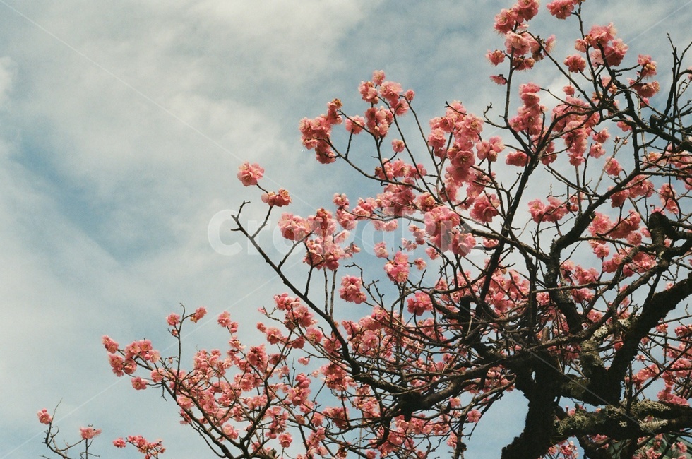 매화,벚꽃,겹벚꽃,꽃,flower,cherryblossom,blossom,plant,일본