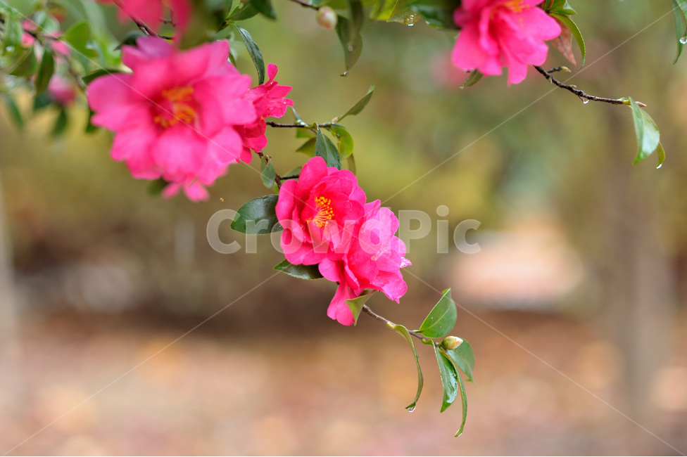 camellia flower,plant,tree,winter,flower