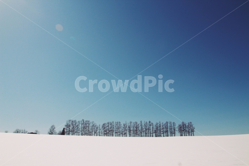 겨울,겨울왕국,눈,삿포로,일본,북해도,마일드세븐나무,하늘,자연,겨울,계절,winter,season,자연,풍경,nature,landscape,outdoors,옥외