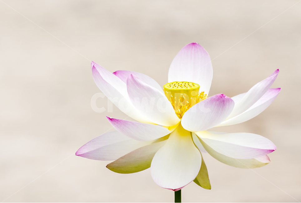 연꽃,꽃,분홍,자연,색,순수,감성,힐링,포토,불교,아름다운,소스,color,nature,flower,plants,식물,뷰티,배경,식물,자연,plants,nature,꽃,flower