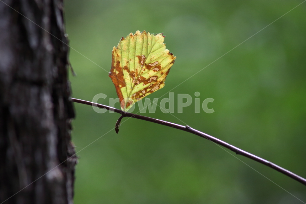 단풍,잎,식물,가을,redleaves,가을,계절,fall,autumn,season,식물,자연,plants,nature,plant,leaf,veins,정맥