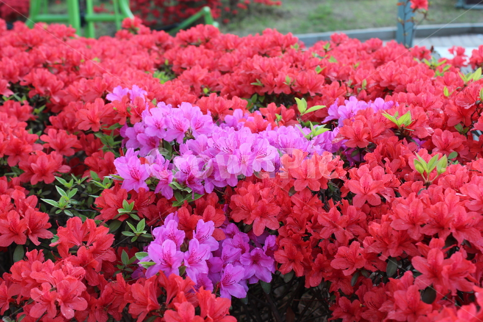 꽃,철쭉,야생화,길꽃,진달래,봄,계절,spring,season,식물,자연,plants,nature,꽃,flower,blossom,geranium,제라늄,plant