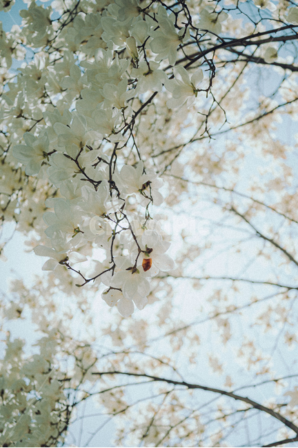 plant,식물,목련,봄,spring,봄꽃,꽃나무,흰색,하늘,흰꽃,white,sky
