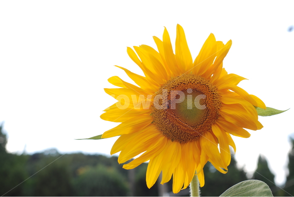 꽃,해바라기,노란색,초록색,밝음,식물,자연,plants,nature,꽃,flower