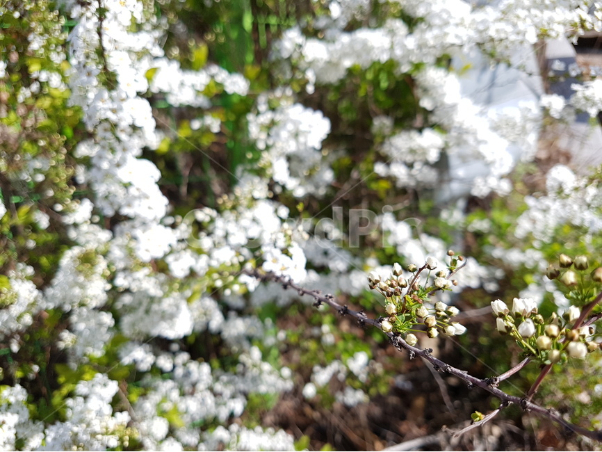봄,spring,꽃,식물,flower,새싹,bud,plant,자연,봄,계절,spring,season,식물,자연,plants,nature,꽃,flower