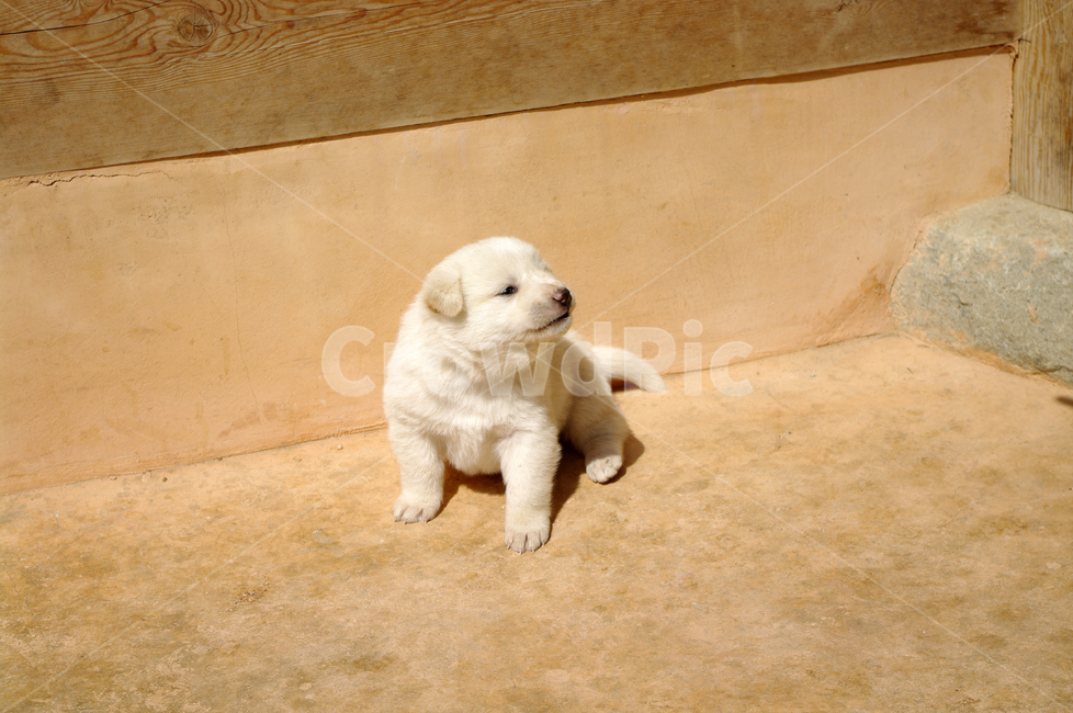 강아지,동물,애완견,반려견,개,animal,동물,animal,포유류,mammal,개,강아지,dog,doggy