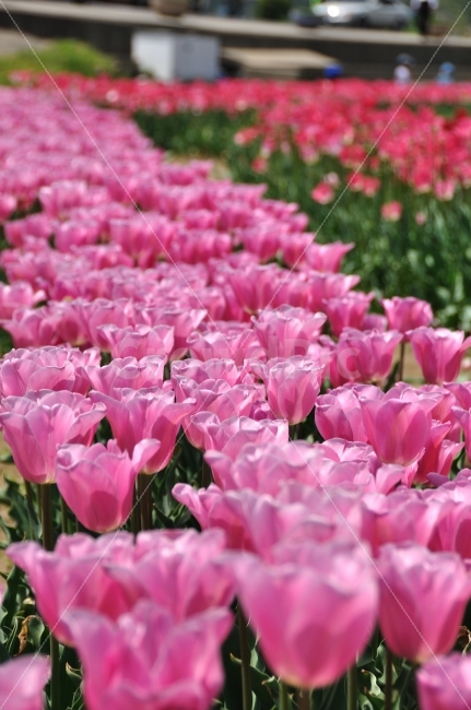꽃,튤립,남해,봄,tulip,spring,자연,식물,봄,계절,spring,season,식물,자연,plants,nature,꽃,flower,plant,blossom