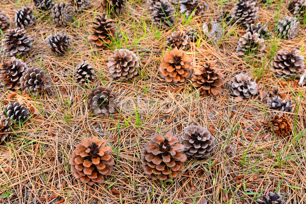 솔방울,열매,소나무,나무열매,씨앗,식물,파인트리,pinecone,땅,대지,바닥,지면,솔잎,결실,바탕,배경,백그라운드,outdoor,seed,패턴,plant,땅바닥,야외,옥외,자연,natural,가을배경,가을,계절,fall,autumn,season