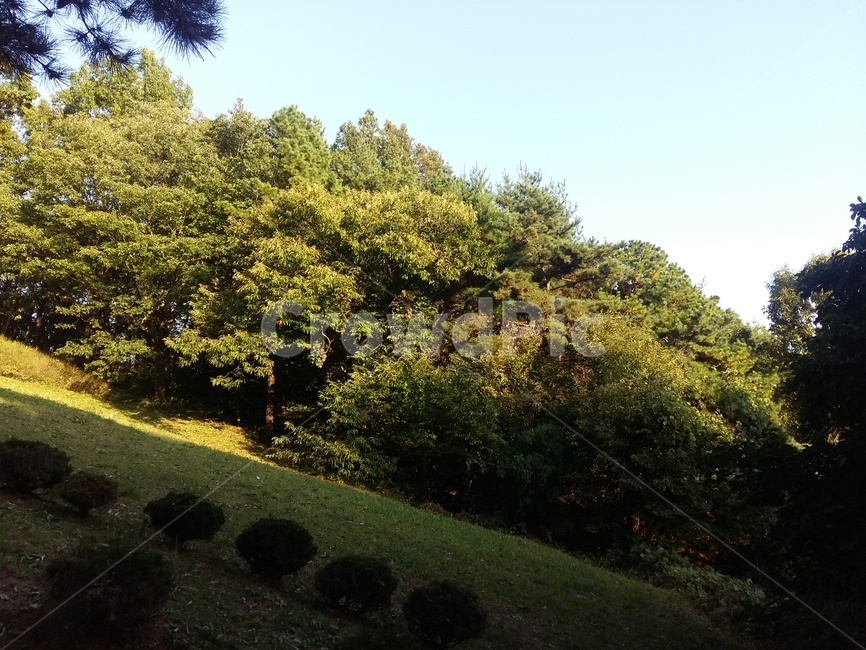 나무,그늘,햇빛,초록,숲,자연,풍경,nature,landscape,plant,식물,grass,잔디,tree