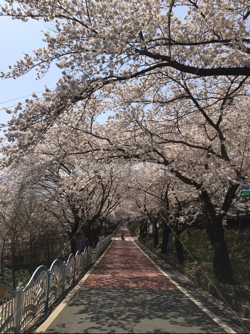 봄,꽃,벚꽃,spring,flower,cherryblossom,길,도로,벚꽃길,십리벚꽃길,계절,season,자연,풍경,nature,landscape,봄,계절,spring,season,자연,풍경,nature,landscape,plant,식물