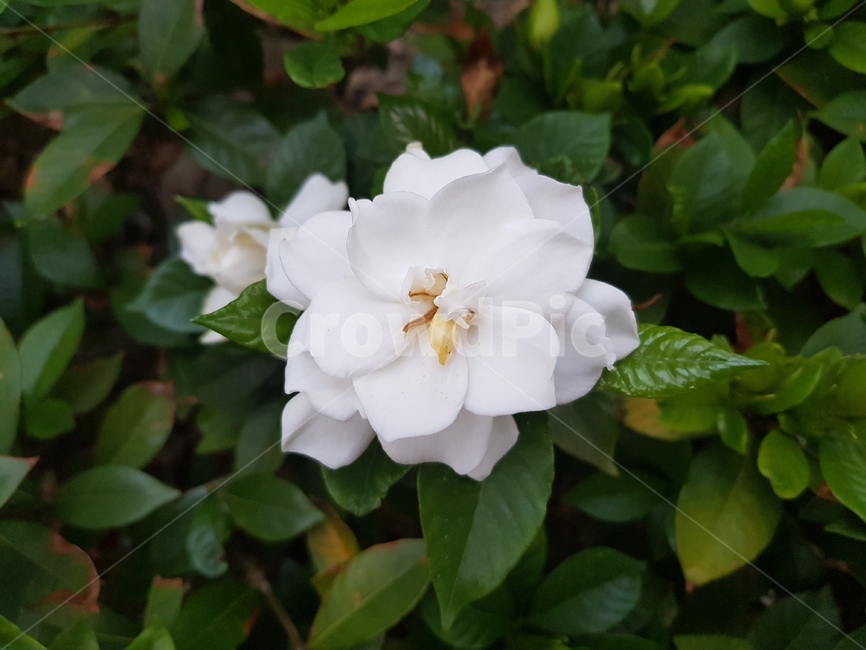 꽃,식물,꽃치자,치자꽃,치자,flower,plant,blossom