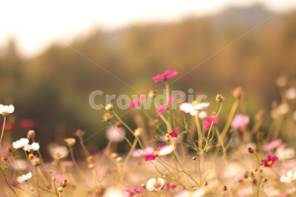 Autumn scenery,flowers,Cosmos,somewhere,flower,warm,petal,fall,autumnscenery,plant,fall flowers,autumn