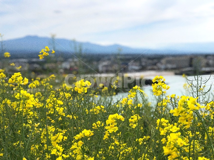 제주도,jeju,유채꽃,유채꽃밭,꽃밭
