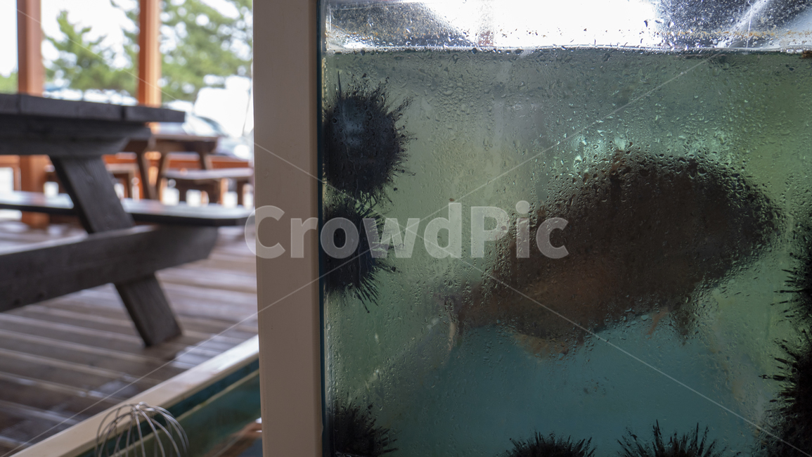 어항,수족관,횟집,멍게,물고기,넙치,광어,성게,동해안