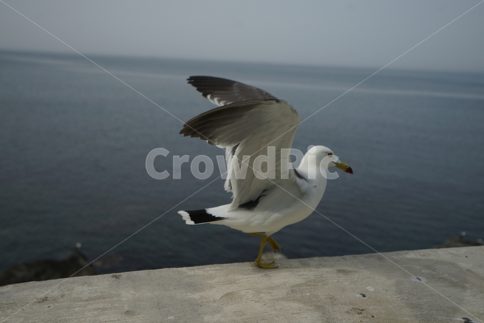 울릉도,동해,괭이갈매기,갈매기,날개짓,새,조류,조류,새,birds