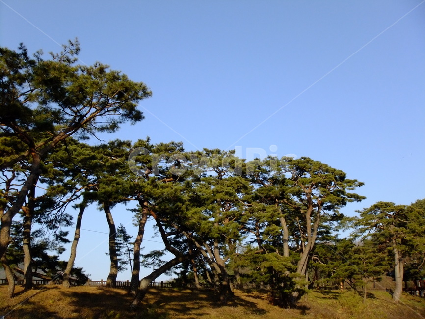 의림지,제천,소나무,나무,유원지,자연,자연,풍경,nature,landscape,식물,plants,나무,trees,wood,tree,plant