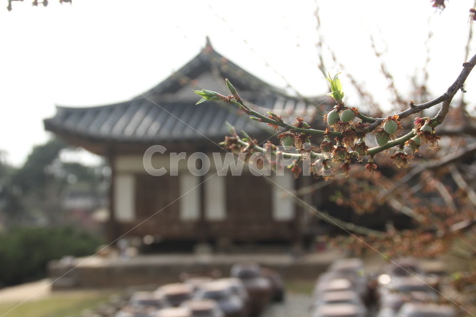 명재고택,고택,봄,목조건물,새잎,새순,논산,myeongjae,oldhouse,spring,woodenbuilding,newleaf,bud,shoot,nonsan