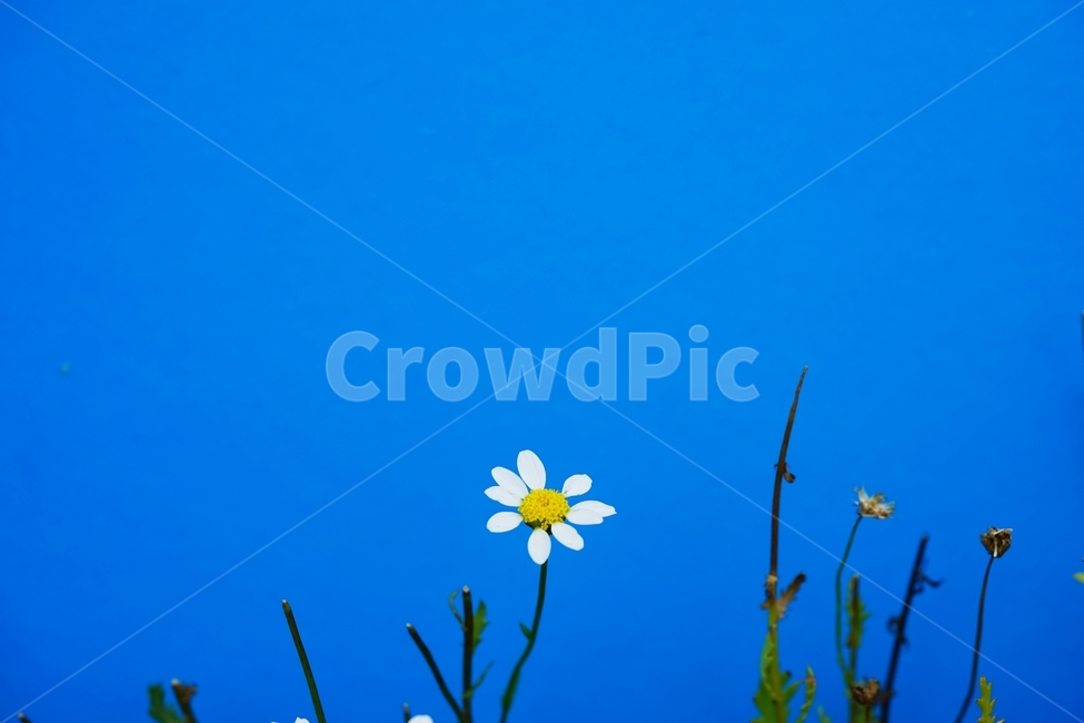 소국,국화,국화꽃,봄꽃,토종꽃,식물,자연,plants,nature,꽃,flower