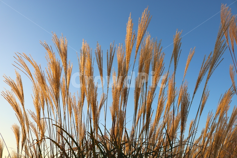 억새,억새풀,식물,자연,가을,벼과,가을,계절,fall,autumn,season,plant,grass,잔디,food,음식,vegetable,야채,grain,곡물