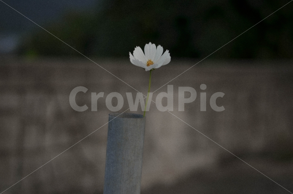 꽃,식물,감성,풍경,사진,식물,자연,plants,nature,꽃,flower,감성,sensible,feeling
