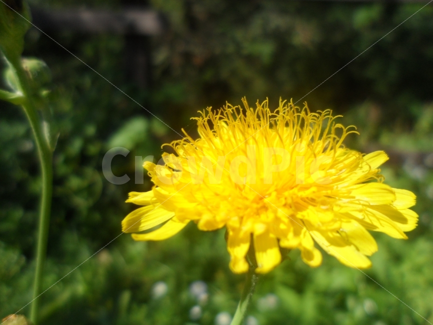 꽃,노랑,가을,몽환,판타지,식물,자연,plants,nature,꽃,flower