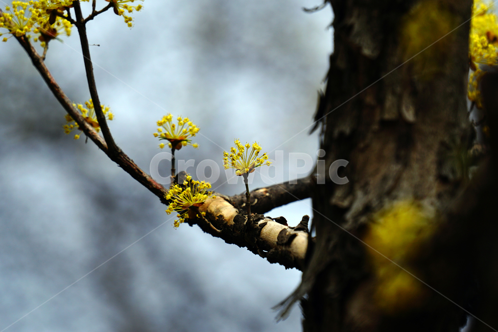 산수유,봄꽃,한국자연,꽃,꽃사진,플라워,flower,봄,spring,식물,plants,자연,nature,풍경,landscape,계절,season,snap,스냅,접사,macro,closeup,클로즈업,감성사진,감성,힐링,healing,느낌,feel,feeling,꽃밭,화단,나무,나뭇가지,tree,꽃봉오리,4월,April,봄,계절,spring,season,식물,자연,plants,nature,꽃,flower,plant