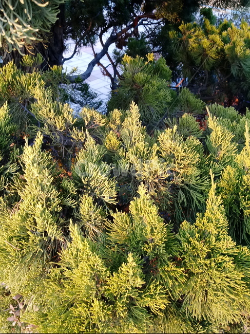 나무,나무줄기,나무가지,식물,tree,treetrunk,plant,향나무,나뭇잎