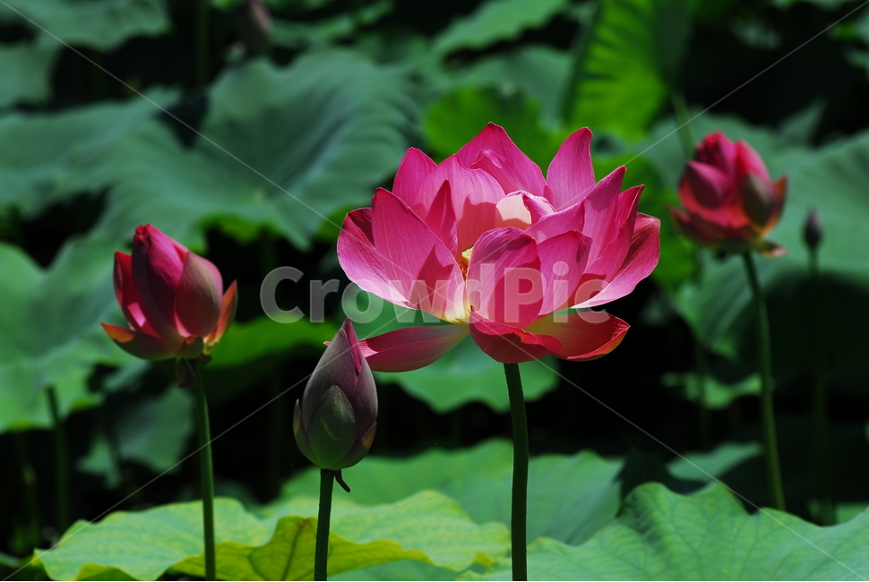 꽃,연꽃,궁남지,불교,여름,식물,자연,plants,nature,꽃,flower