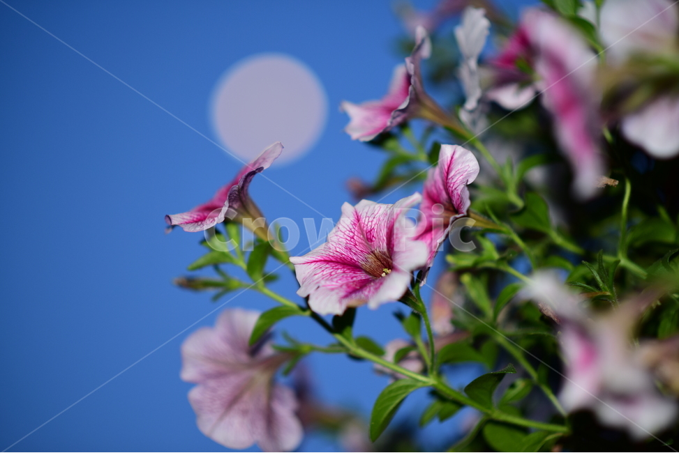 geranium,제라늄,flower,plant,식물,blossom,꽃,자연,nature,식물,자연,plants,nature,꽃,flower
