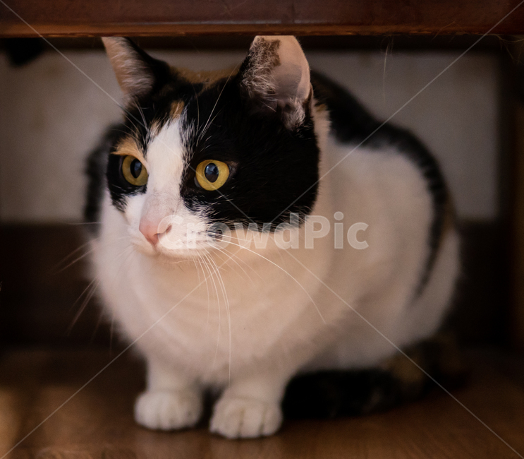 고양이,코숏,반려동물,삼색고양이,칼리코,코리안숏헤어,웅크린고양이,웅크리기,앉기,포유류,동물,애완동물,펫,야옹이,캣,실내,인도어,동물,animal,포유류,mammal,고양이,cat,kitten,kitty