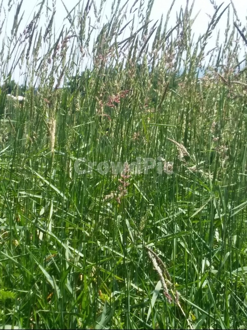 하늘,숲,풀,야외,여름,식물,자연,plants,nature