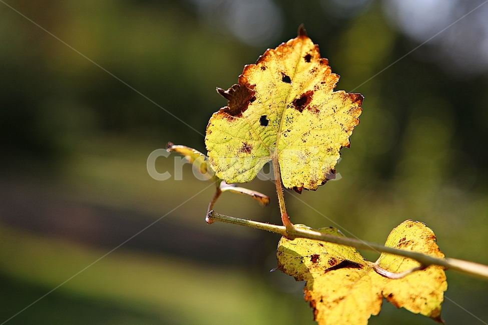 단풍,낙엽,잎,나무잎,가을,식물,자연,계절,색상,색감,칼라,가을,계절,fall,autumn,season,식물,자연,plants,nature,leaf,plant,veins,정맥