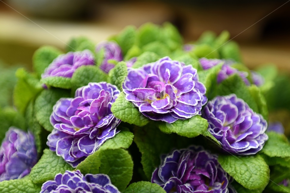 식물,꽃,감성사진,자연,flower,꽃사진,봄,봄꽃,계절,감성,4월,spring,힐링,자연풍경,풍경,봄,계절,spring,season,식물,자연,plants,nature,꽃,flower,blossom,geranium,제라늄,plant