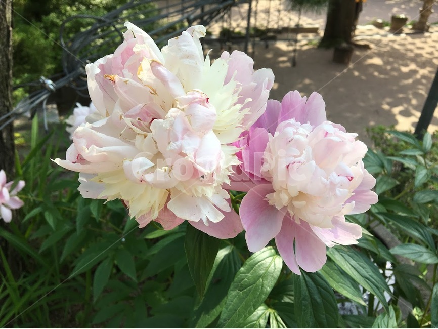 꽃,수국,수국화,야생화,산속,분홍꽃,식물,자연,plants,nature,꽃,flower
