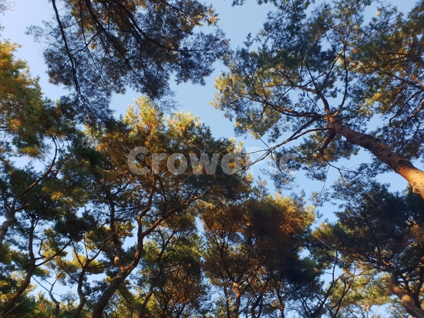 가을풍경,단풍,단풍놀이,가을감성,소나무,융릉,건릉,산책로,숲,나무,낙엽,가을,계절,fall,autumn,season,자연,풍경,nature,landscape,식물,plants,나무,trees,wood,tree,plant,tree trunk,나무 줄기