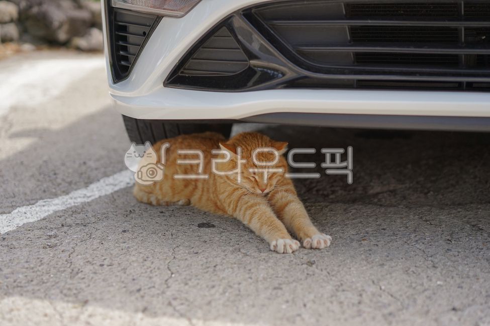 stray cat,cat,animal,Cheese tabby,stretching