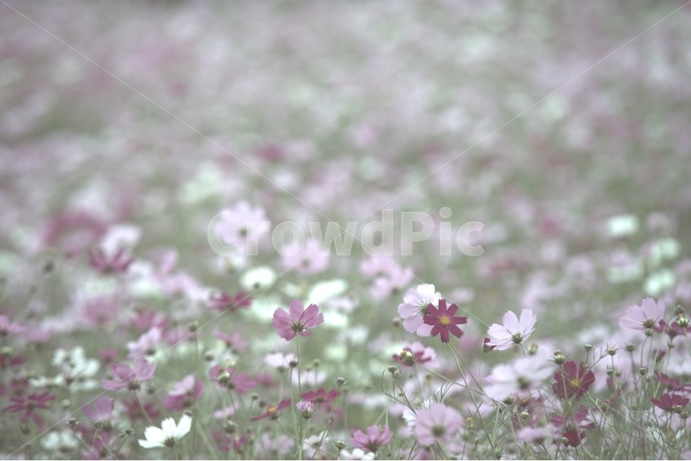 cosmos,가을,외로움,코스모스,쓸쓸함,찬바람,가을,계절,fall,autumn,season,식물,자연,plants,nature,꽃,flower,감성,sensible,feeling,plant,blossom,petal,꽃잎