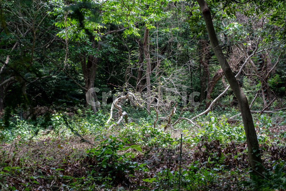 삼림,비자림,자연,풍경,숲,나무,풀,tree,nature,휴식,나무줄기,식물,plant,산속,숲속,제주,제주도,자연,풍경,nature,landscape,식물,plants,나무,trees,wood,tree trunk,나무 줄기,ground,바닥